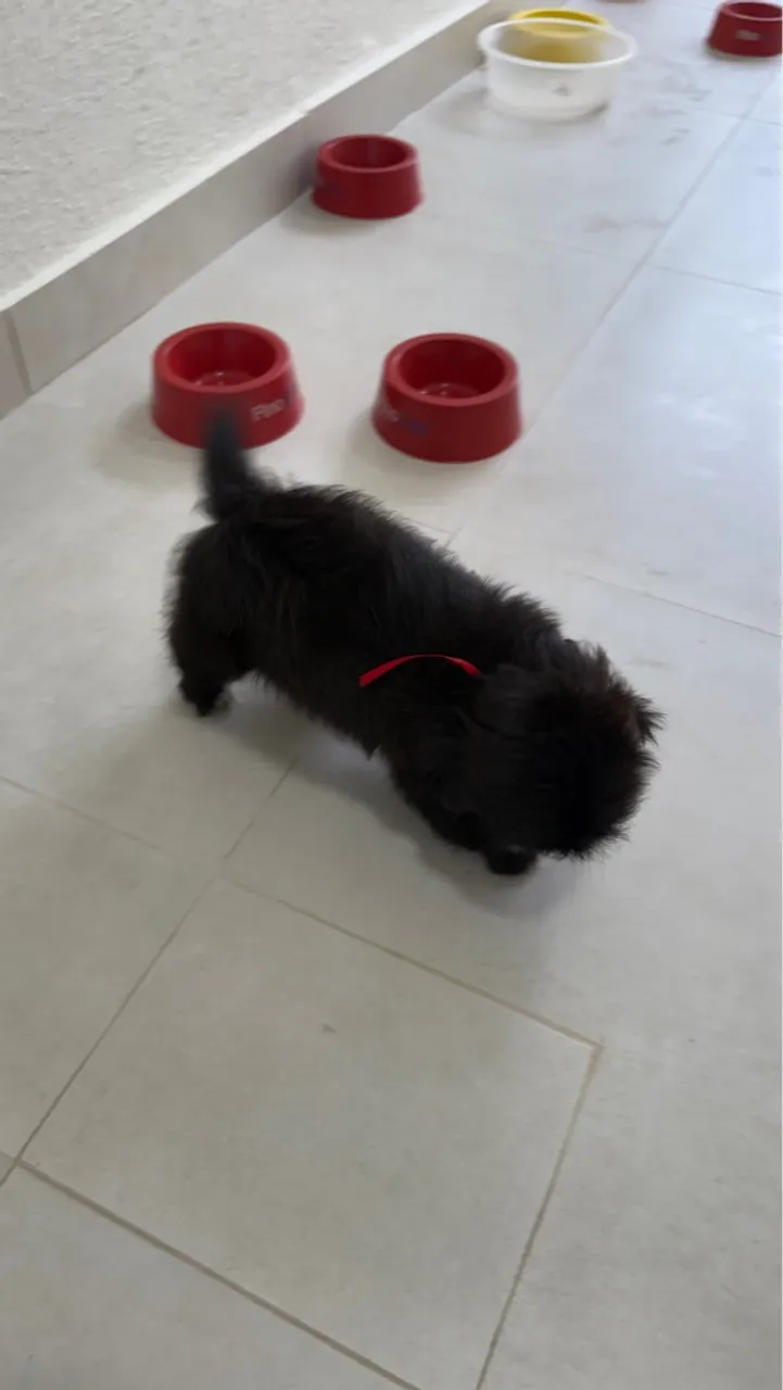 Fêmea filhote de Shih Tzu