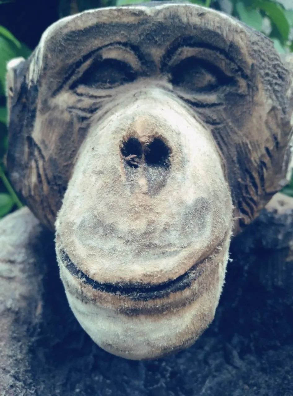 Chimpanzé - escultura em madeira.