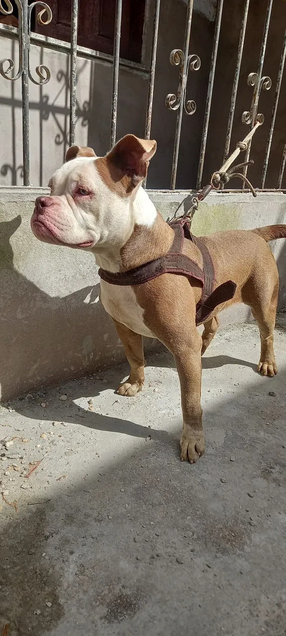 American Bully fêmea 1 ano de idade