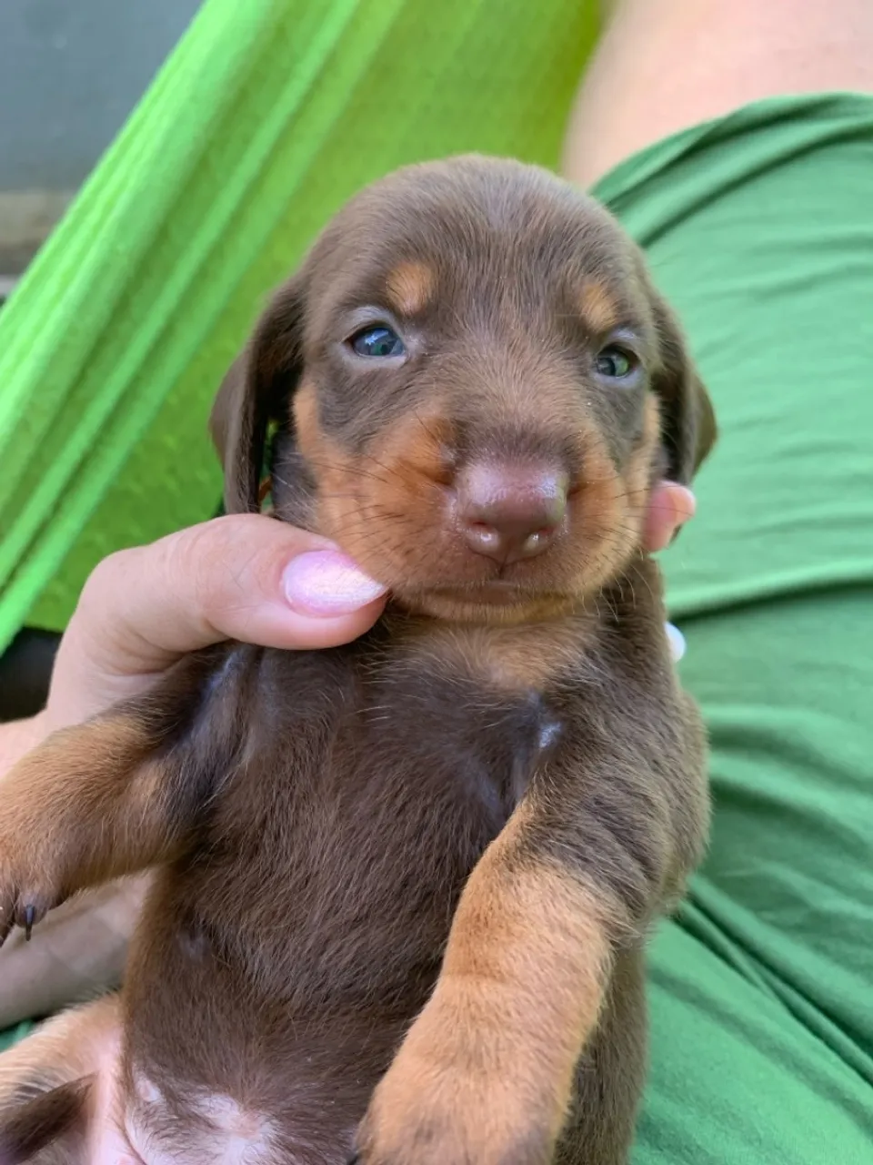 Dachshund
