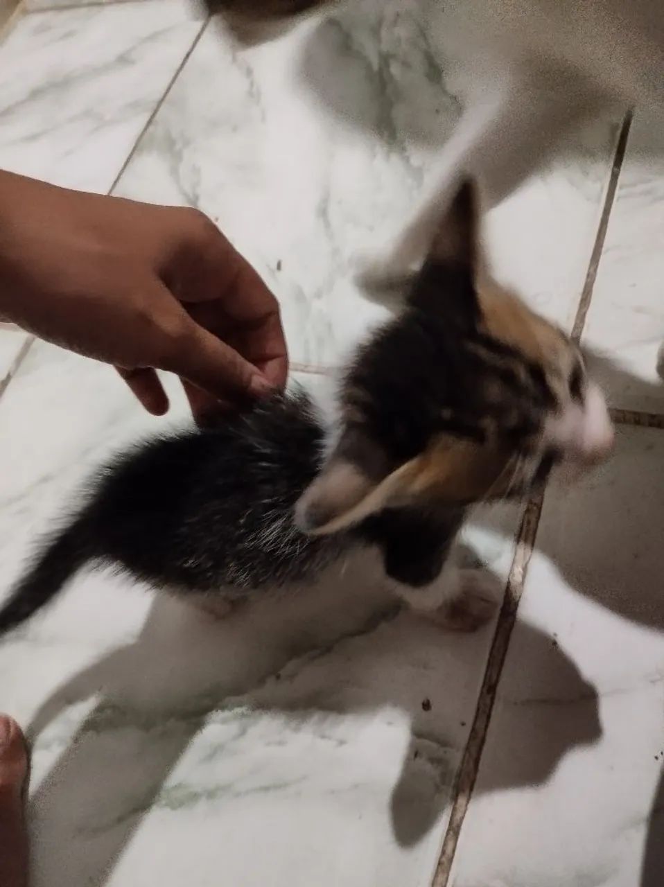 Filhotes de gatos para adoção - Foto 6