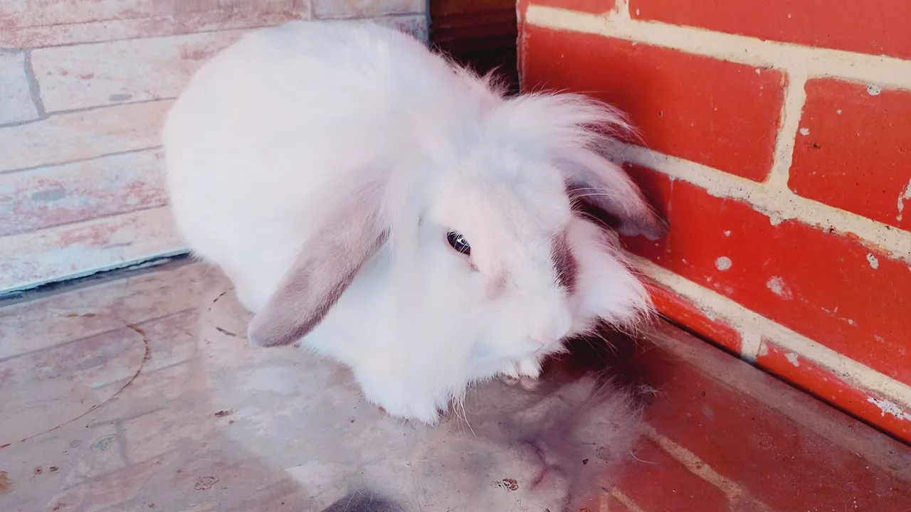 Coelhinho branco fofo - Foto 2