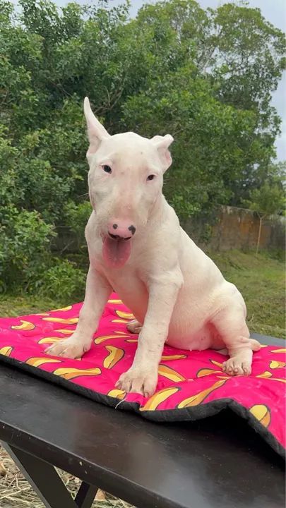 Bull Terriers Disponíveis - Saúde, Qualidade e Muita Personalidade! - Foto 3