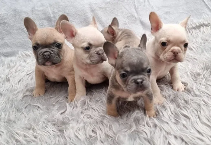 Filhote de Bulldog Francês com excelente temperamento