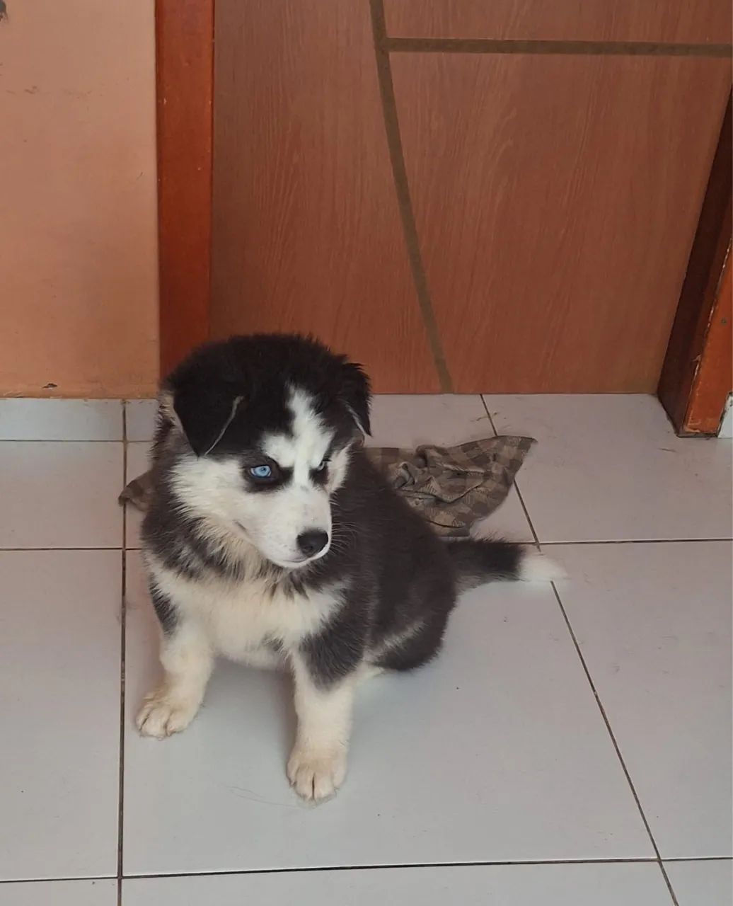 Blue Eyes Buy Husky Puppy Online Kerala Olx Siberian Husky Puppies