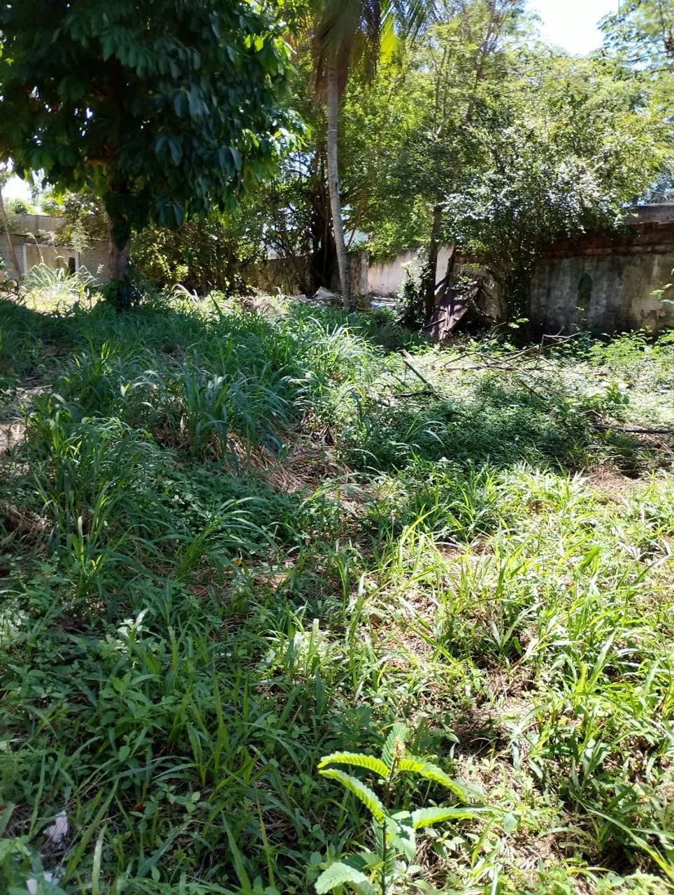 Vendo Terreno na Estrada do Côco  - Foto 2