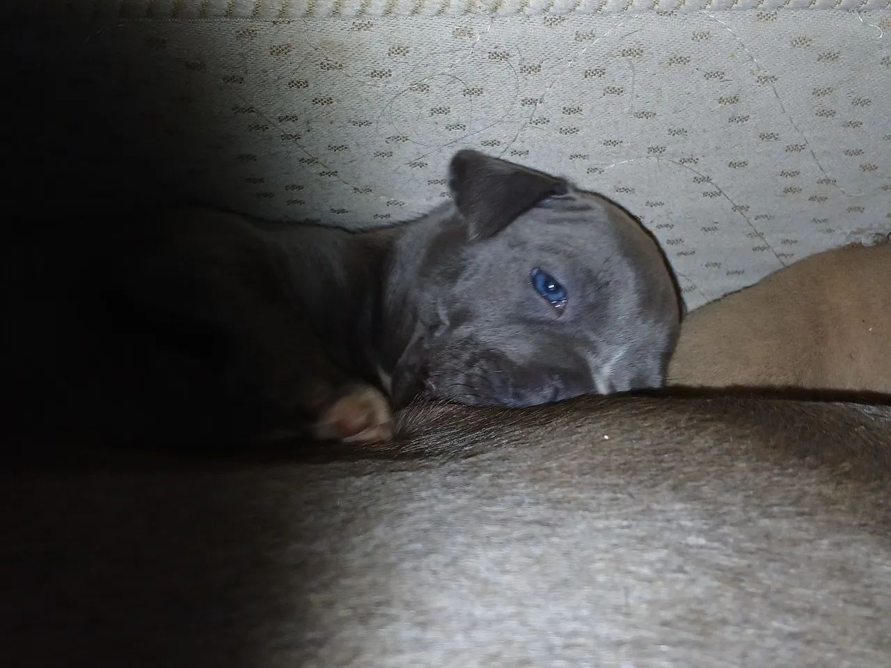 Americam bully - Foto 2