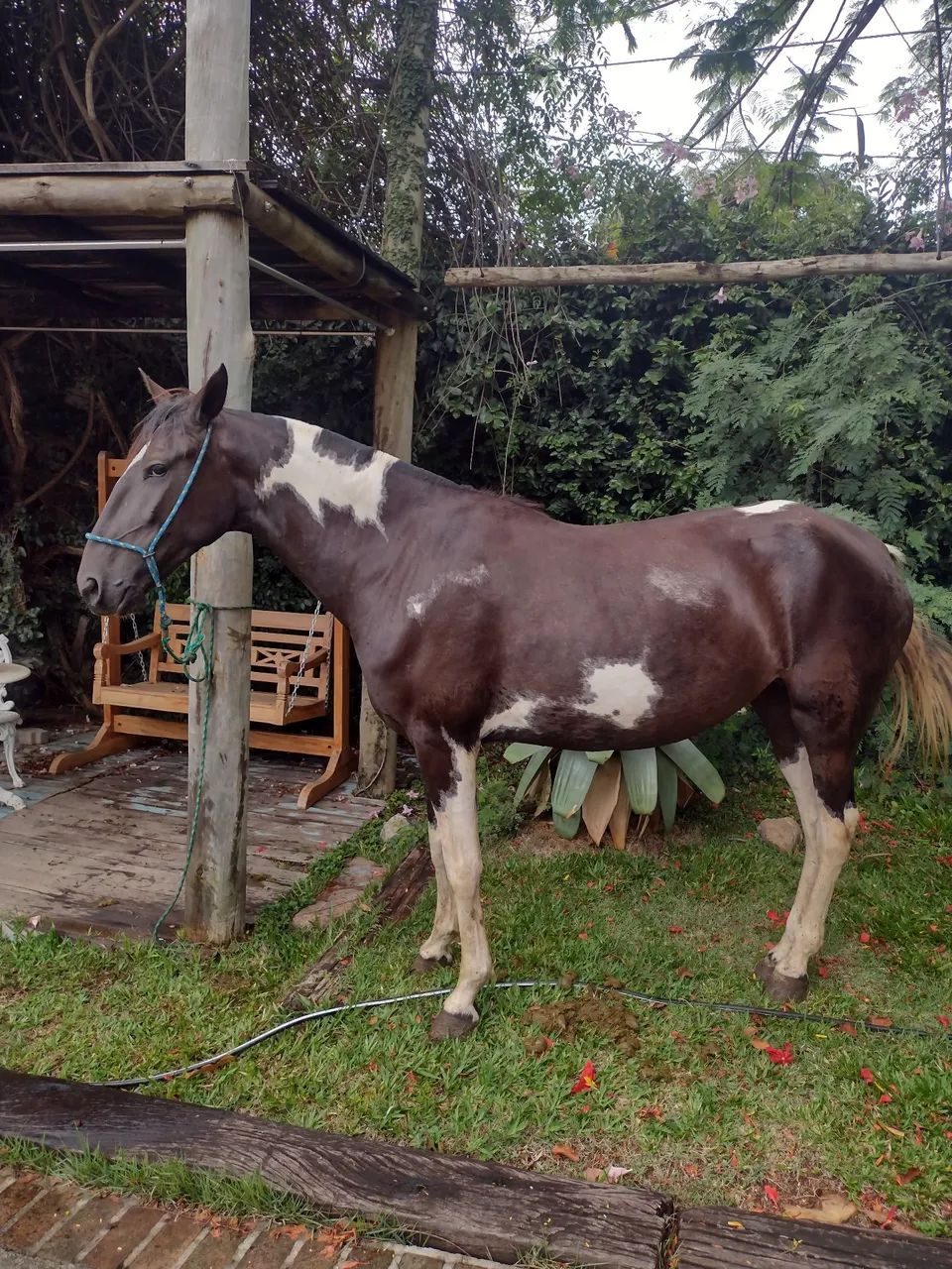 Égua campolina