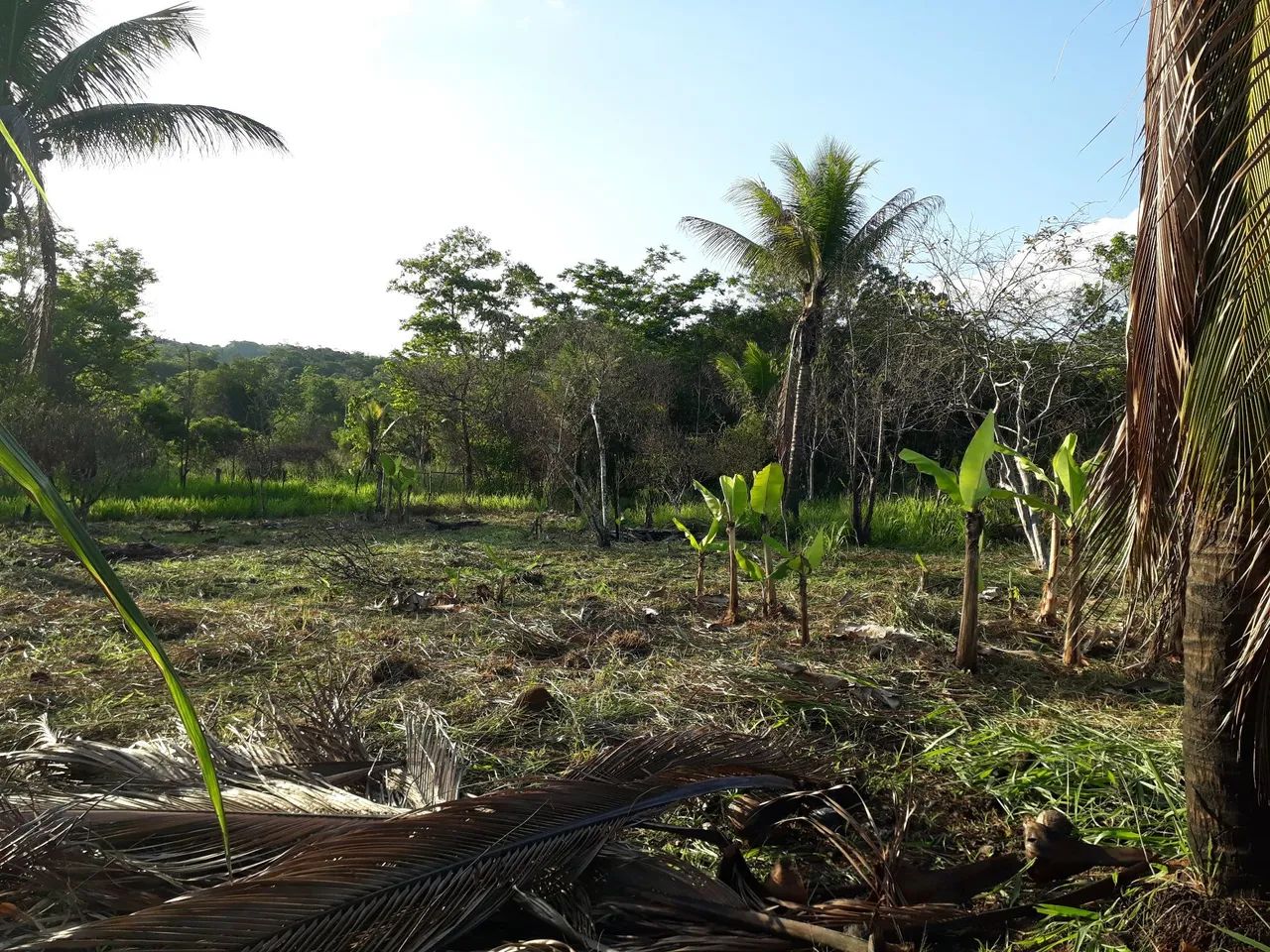 Vende se sítio  - Foto 6