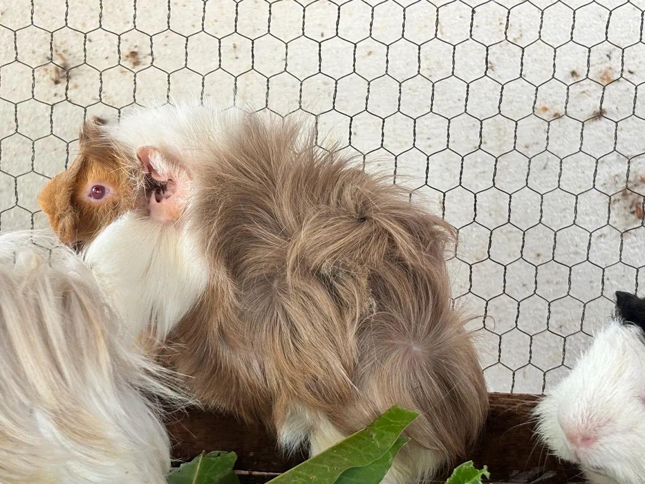 Porquinhos da india - Foto 5