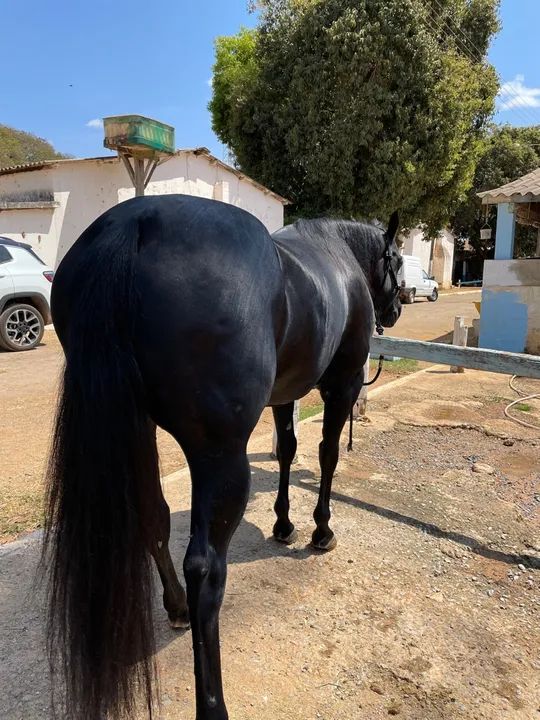 Vendo Égua Quarto de Milha  - Foto 2