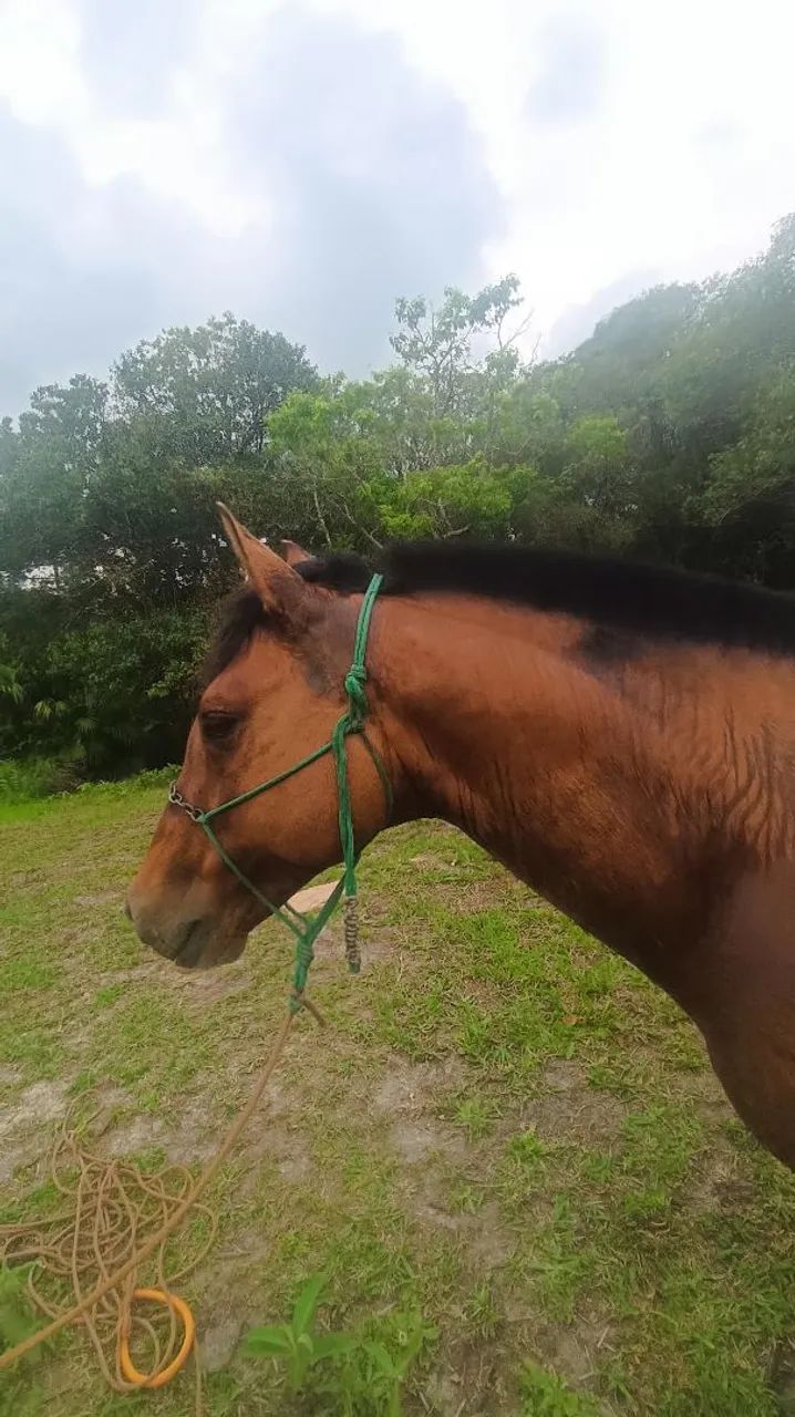 Cavalo crioulo - Foto 3