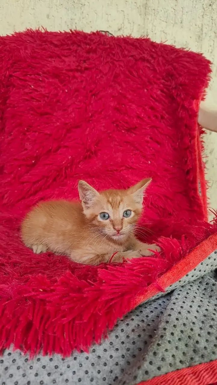 Doação de gatos - Foto 3