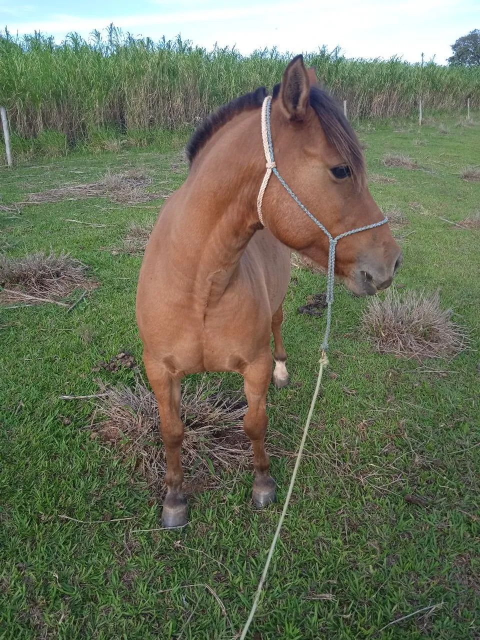 Cavalo para agropecuária - Foto 2