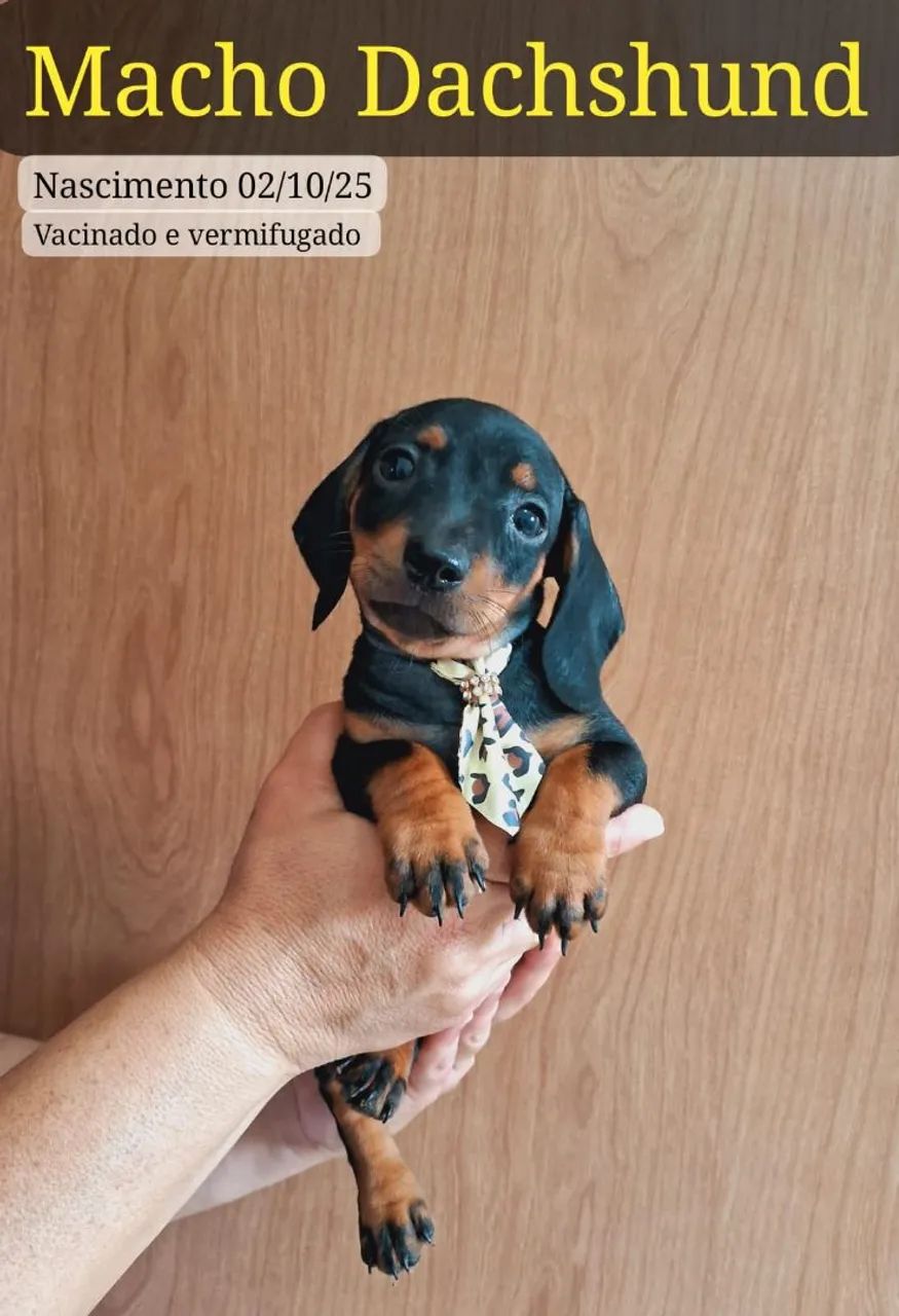 Basset salsicha machos  - Foto 2