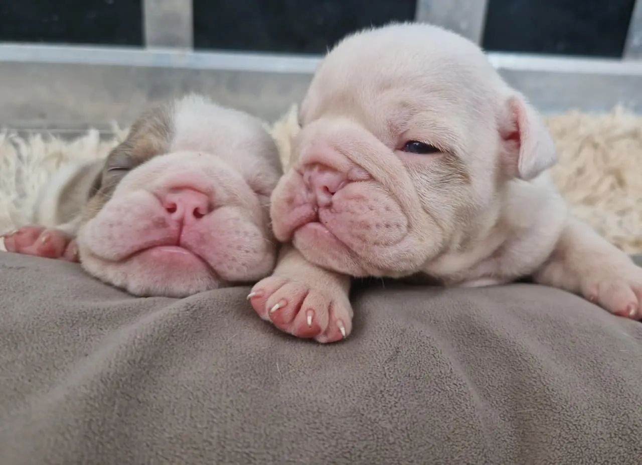 Buldogue inglês  - Foto 2