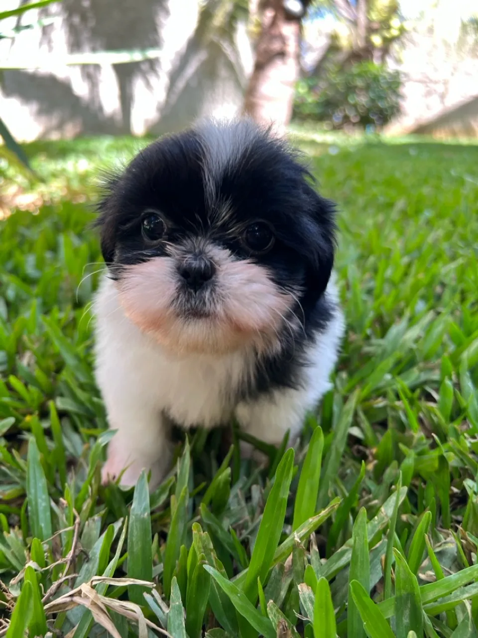 Filhote de Shih Tzu