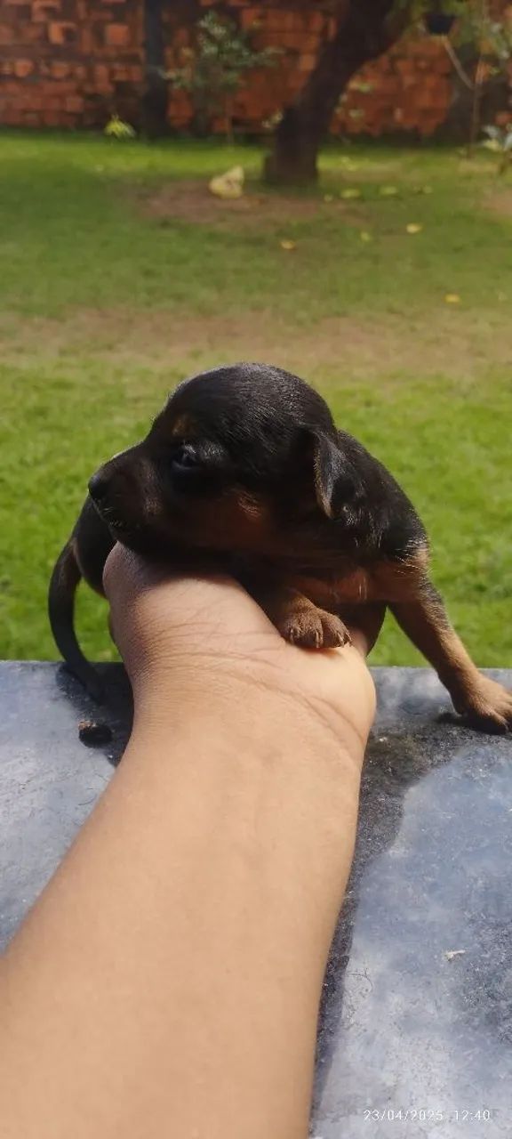 Pinscher filhote - Foto 3