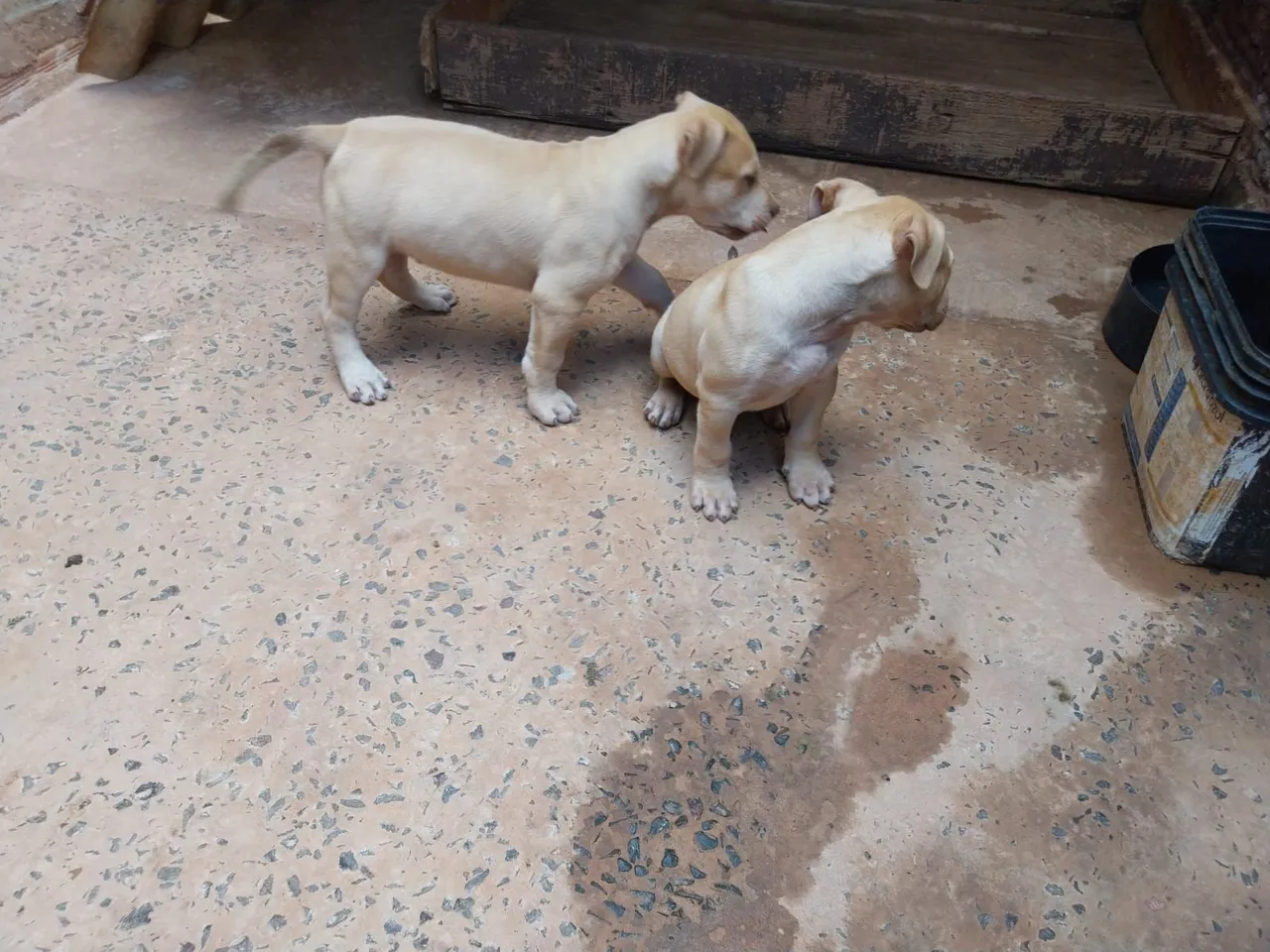 Pit Monsters