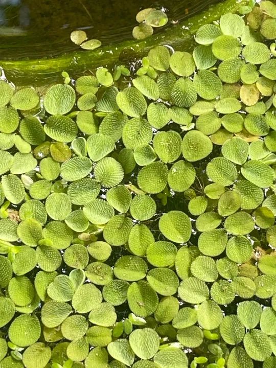 Plantinhas aquáticas