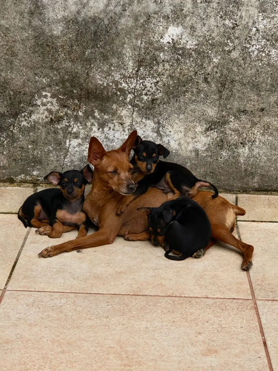 Filhotesestar avenda os Pinscher - dois cachorrinhos a venda 500 uma fêmea e um macho