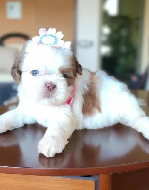  Shih Tzu  fêmea Belíssima -PROMOÇÃO?