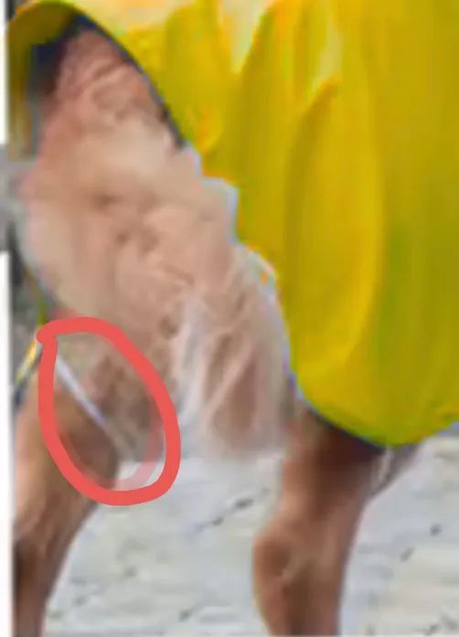 Capa de Chuva Premium para Cães Grandes  - Foto 5