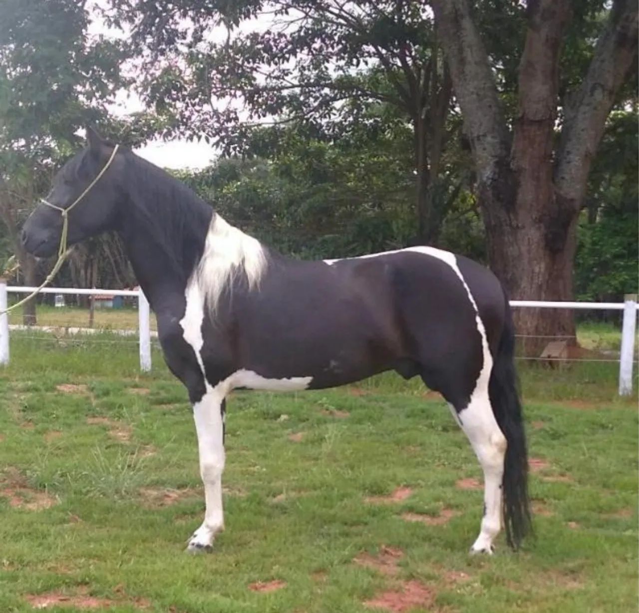 Cavalo manga larga, pampa de preto - Magnífico Exemplar