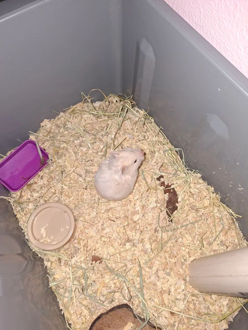 Hamater sírio doação  - Foto 3