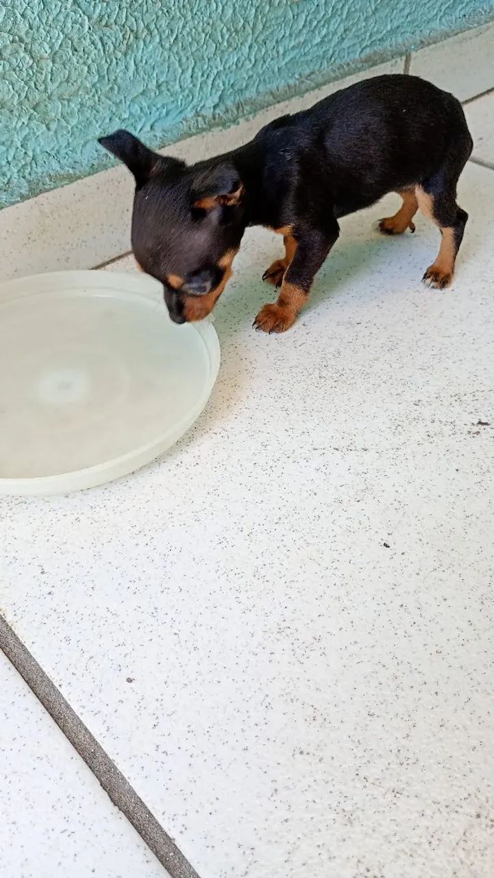 Pinscher 01