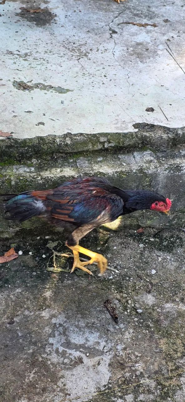 Frango índio  - Foto 4