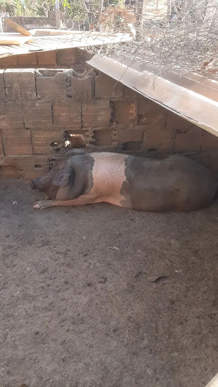 Leitoa buchuda