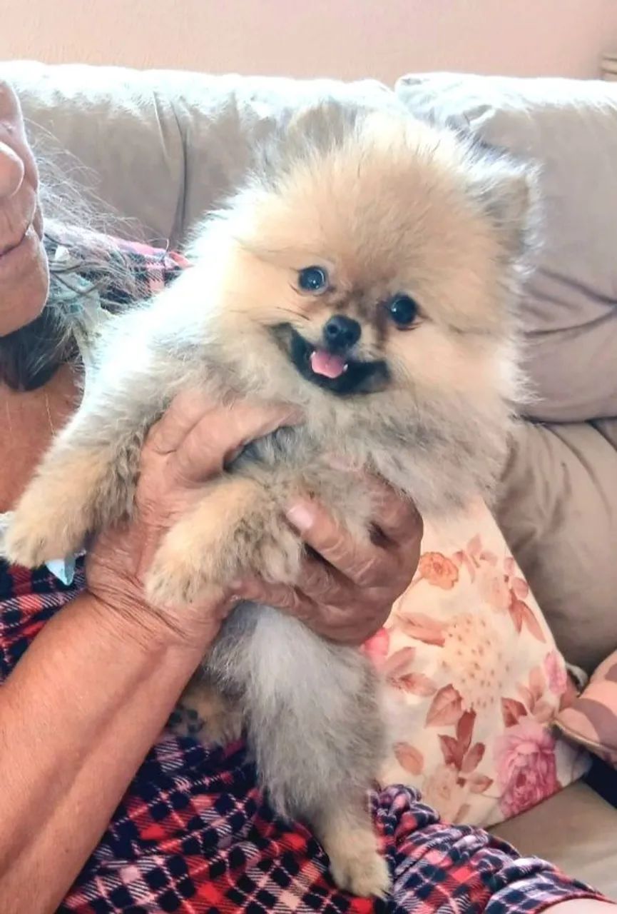 Spitz Alemão mini fêmea 