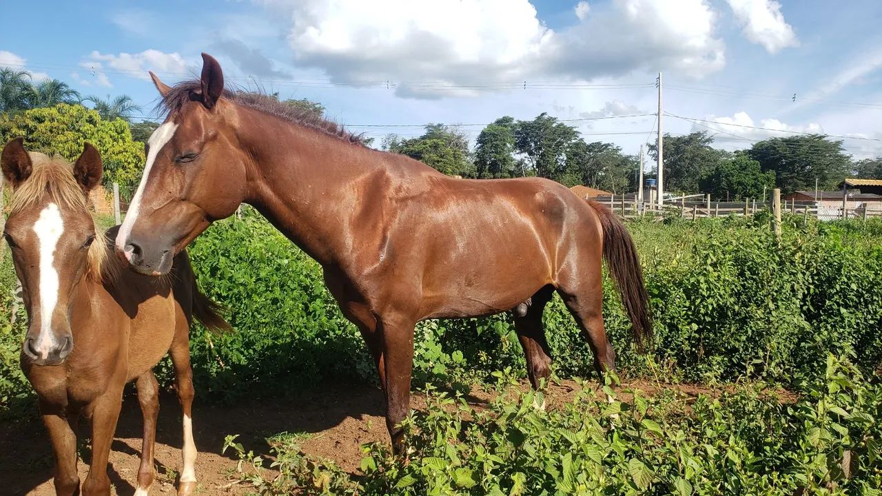 Cavalo quarto de milha  - Foto 3