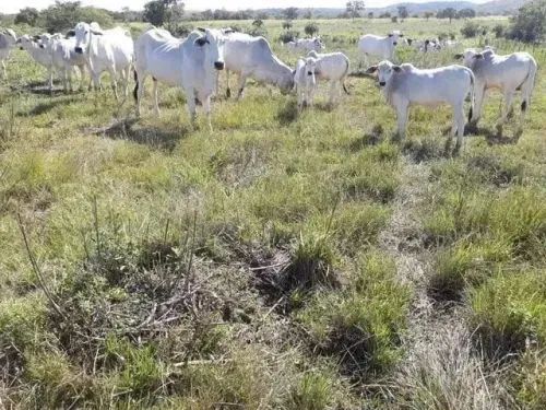 Fazenda - Foto 2