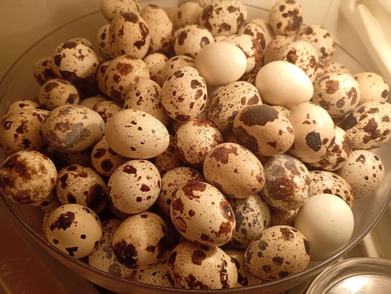 Ovos de codorna gigante galados 