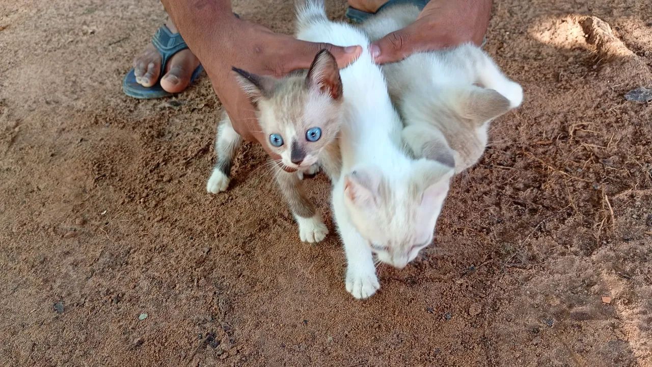 Doa-se gatinhos