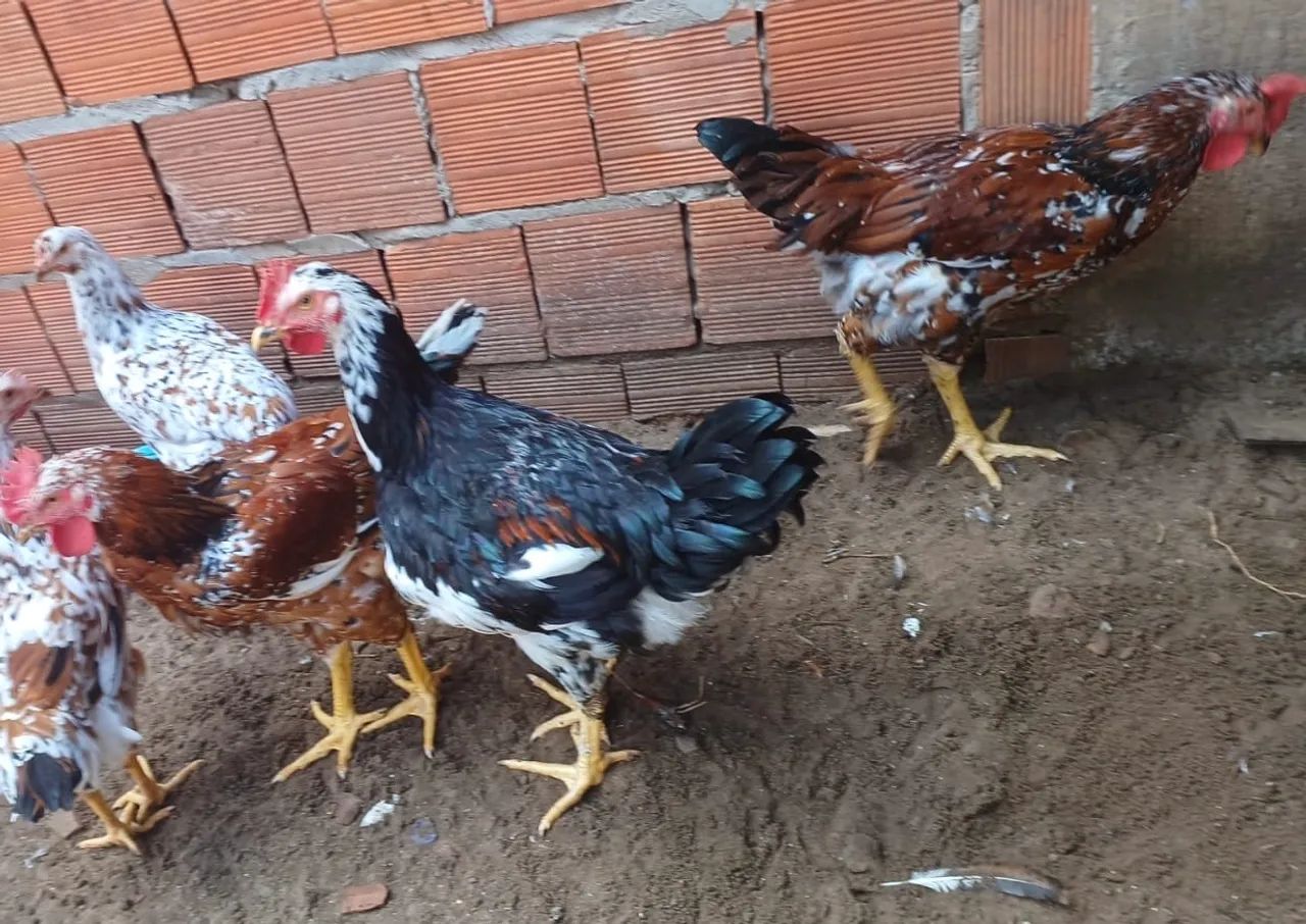 Frango GSB  - Foto 2