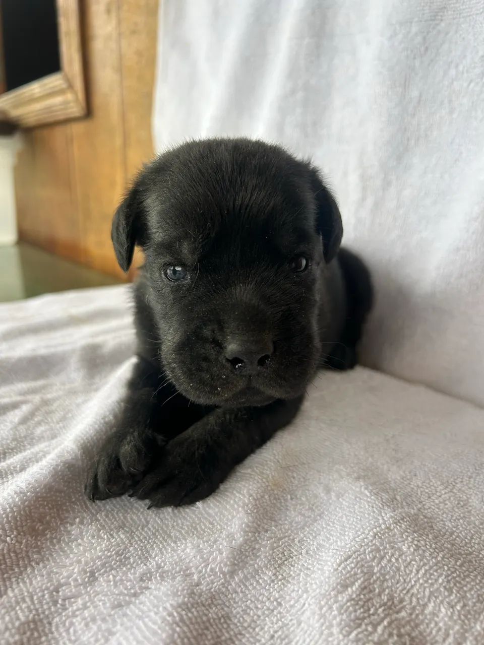 Filhote labrador  - Foto 2