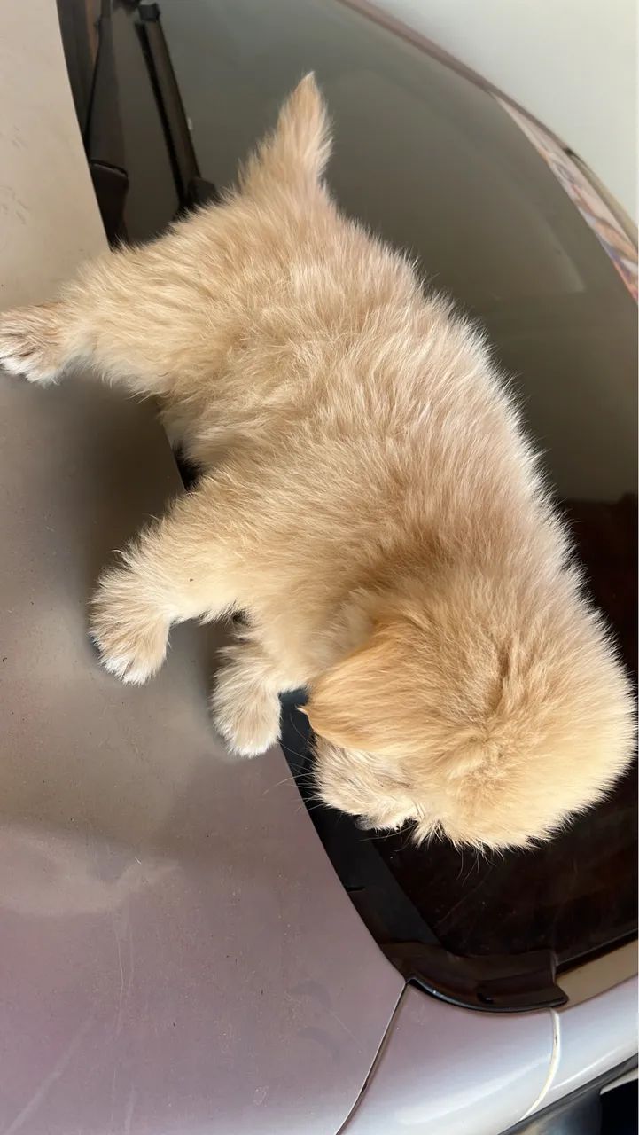 Poodle  - Foto 3