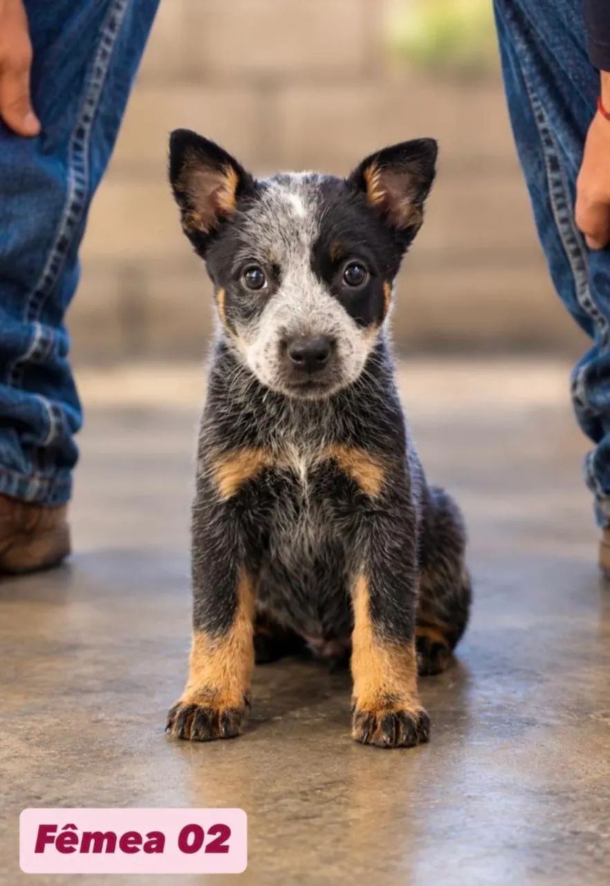 Filhotes Blue Heeler  - Foto 2