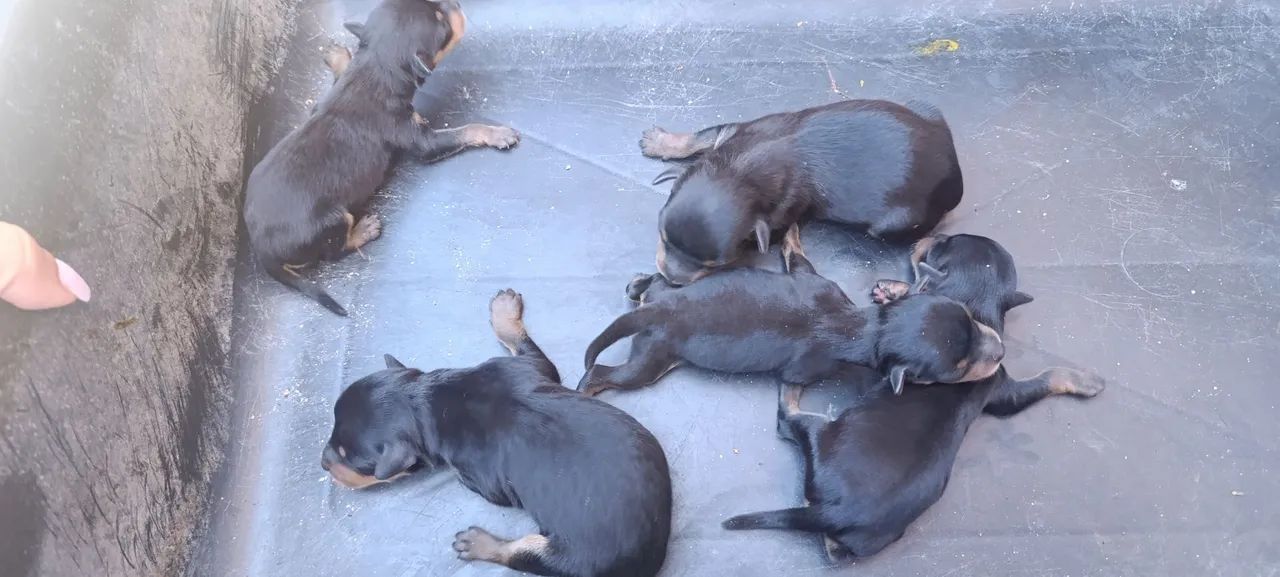 Vende- se cachorro Pincher  - Foto 3