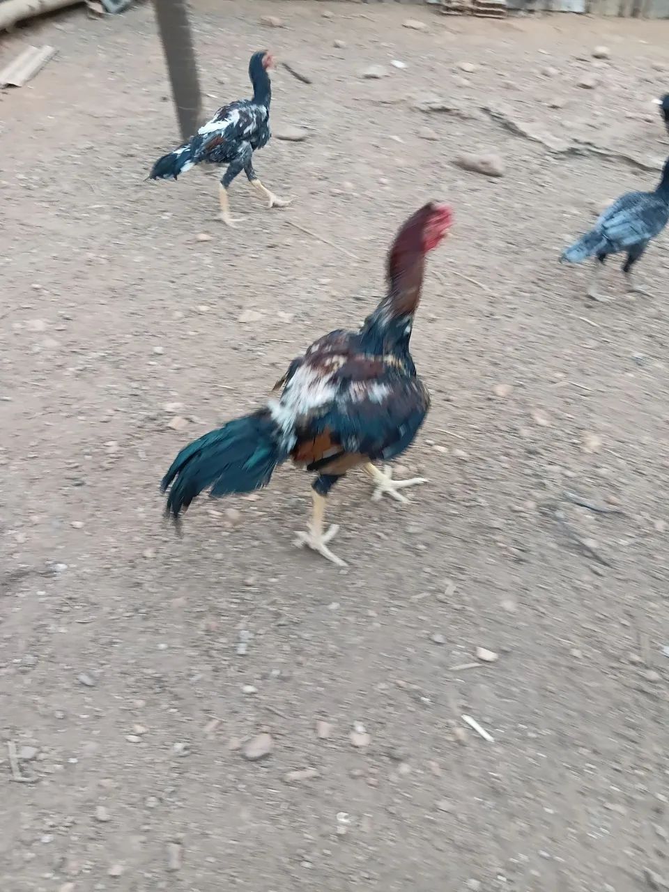 Frango indio