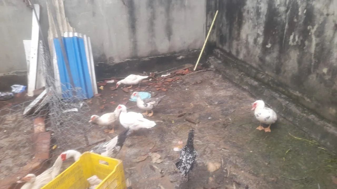 Galinhas e pato - Foto 2