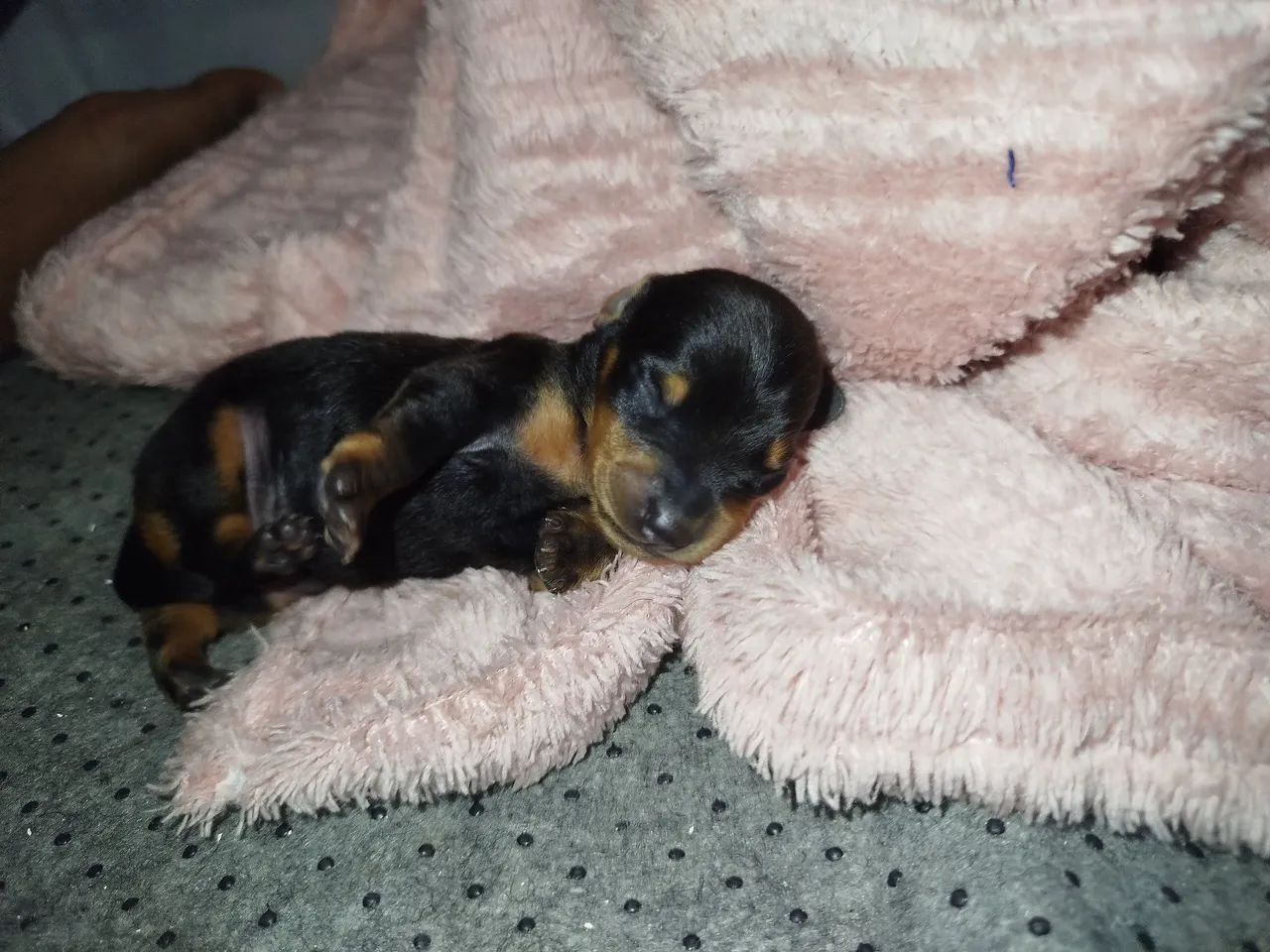 Dashund anão( salsicha )- reserva - Foto 2