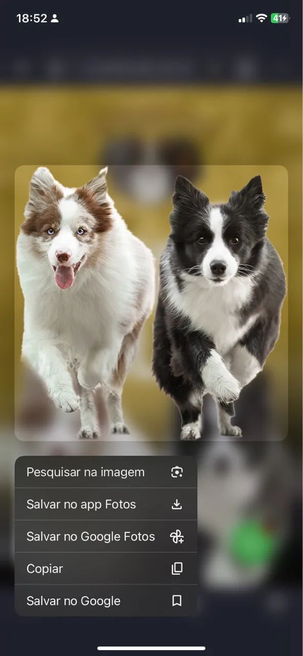 Cachorro - Foto 5