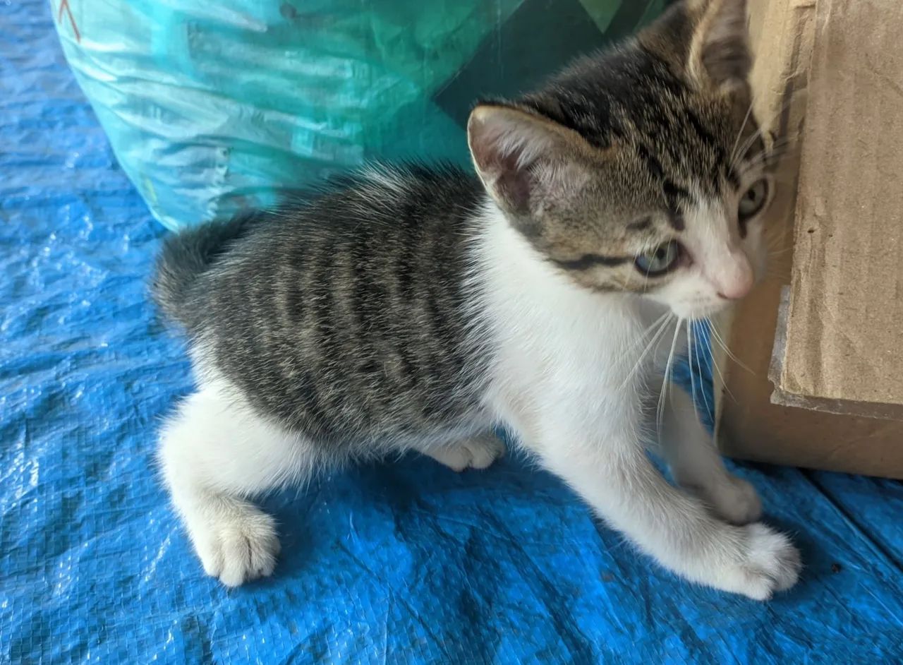 Adoção de gatos - Foto 5