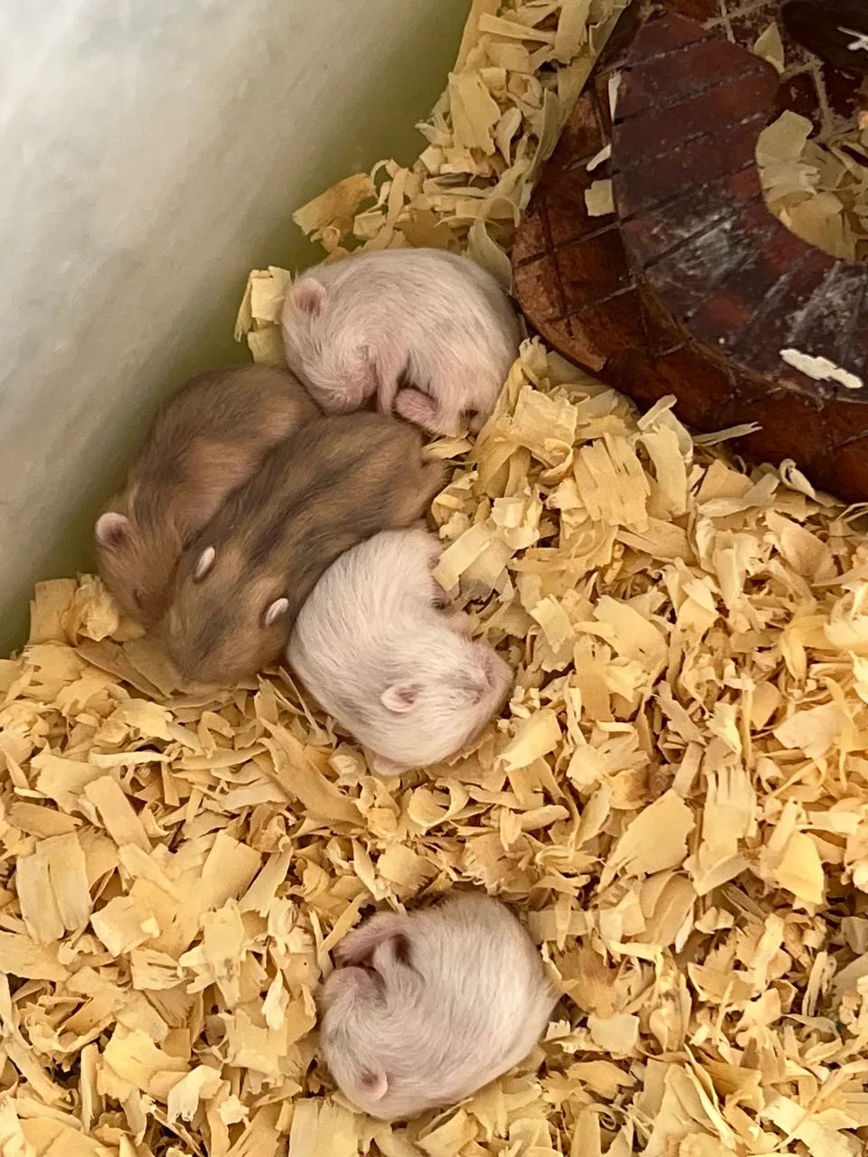 Hamster anao russo - Foto 4