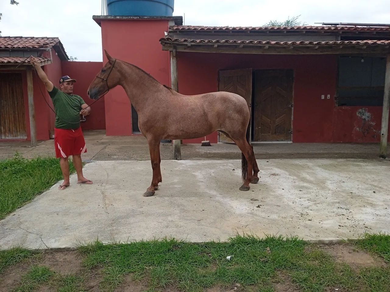 Égua mangolina  - Foto 6