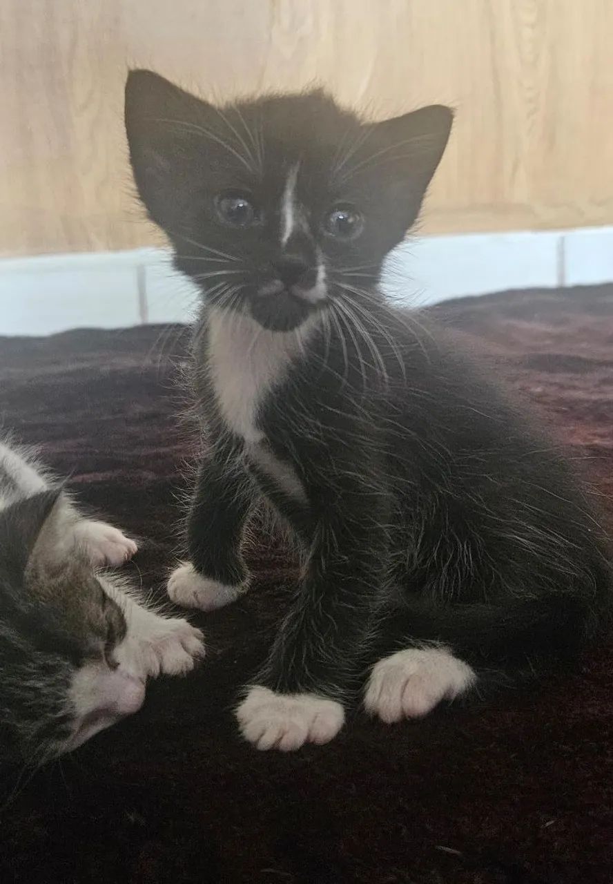 Doa-se gatinhos - Foto 2